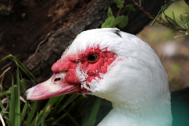 与年龄增大 与年龄增大